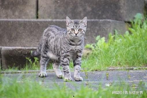 风月不知情深,一场跨越时空的深情演绎