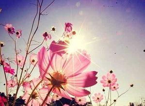 心冷之后，向阳而生,逆境中的生命力量