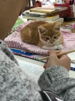 老师与流浪猫,一段温暖的人猫情缘